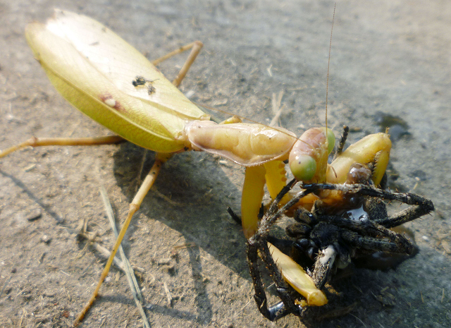 螳螂大战蜘蛛 [复制]