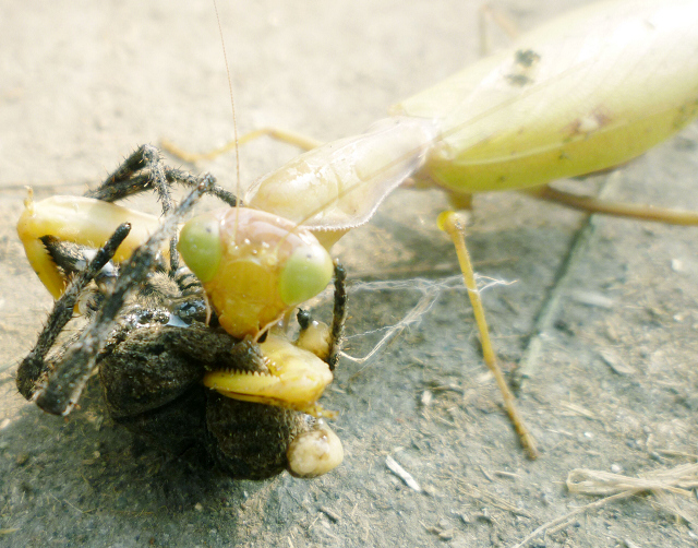 螳螂大战蜘蛛 [复制]