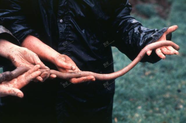 世界上最大的食人蚯蚓图片