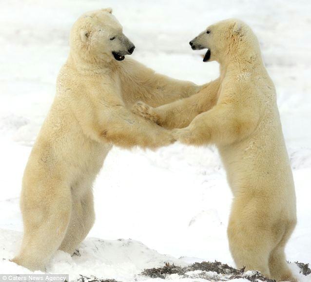 两只北极熊在冰上跳双人舞的精彩图片 - 贴图视界- 东论 东方热线