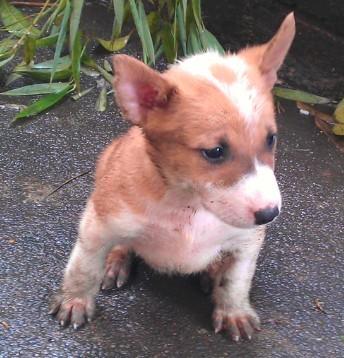 三只牛头梗串 [复制]