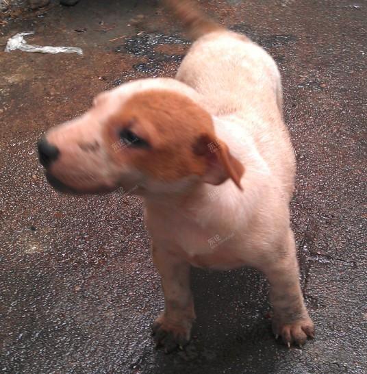 三只牛头梗串 [复制]