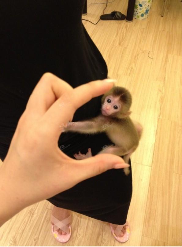 交易 宠物/宠物用品 转让石猴一只.