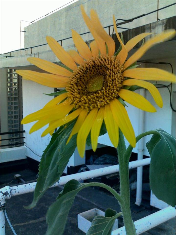 在论坛里领养的向日葵开花啦! [复制]