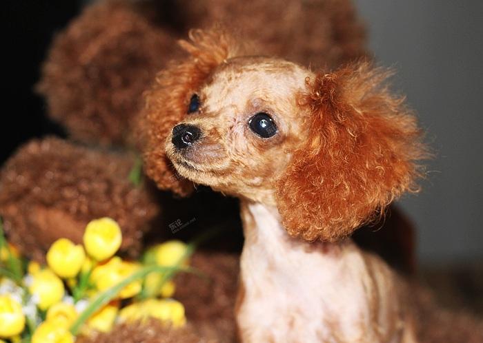 红皮老鼠秀萌照 [复制]