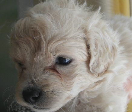 我家狗狗妈妈又生了,是蝴蝶犬和泰迪的后裔,送了 [复制]