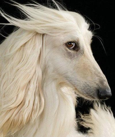 没见过用海飞丝的狗狗啊!