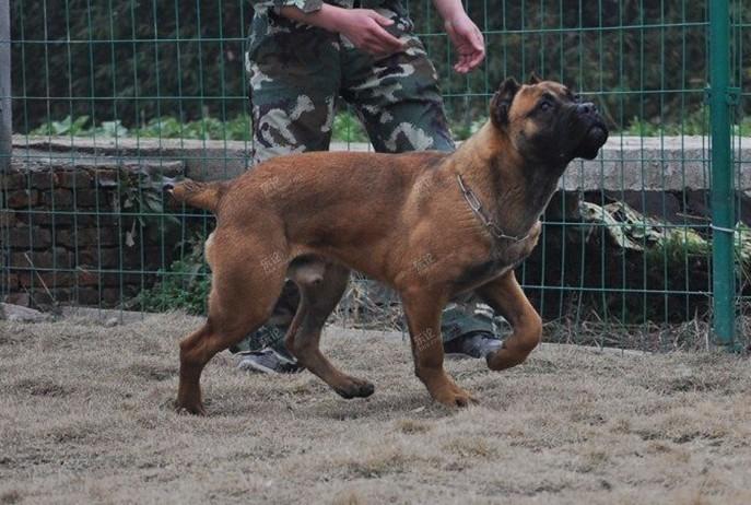 江南犬舍-售 意大利卡斯羅犬3國冠軍 基諾後代的一條7月大 鐵面卡