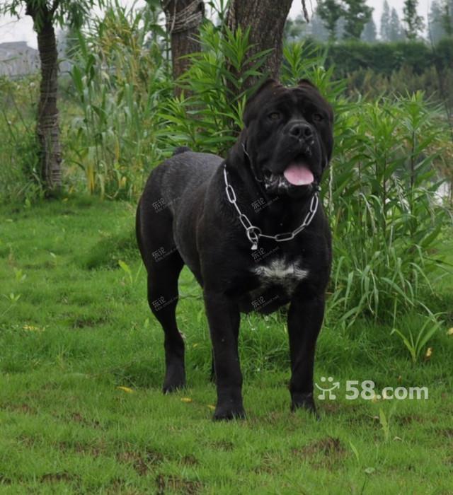 家养纯种卡斯罗幼犬 - 宠物/宠物用品- 东论 东方热线·东方论坛