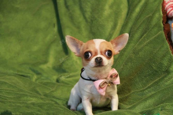 纯种吉娃娃苹果头杏仁眼掌中宝疫苗驱虫做好公母齐全