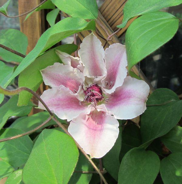 铁线莲面白绽放了