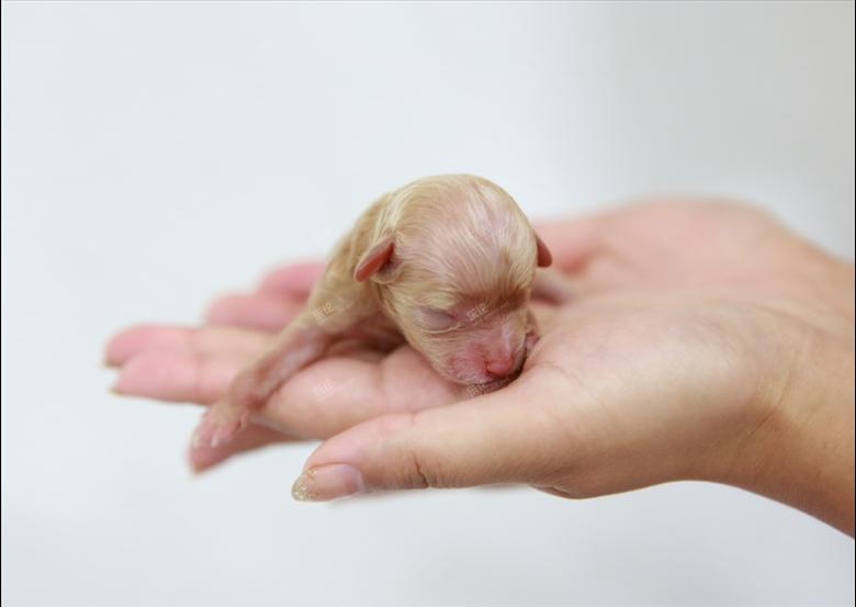 老四,mm,&nbsp;红棕色,小名:快乐&nbsp;&nbsp;&n