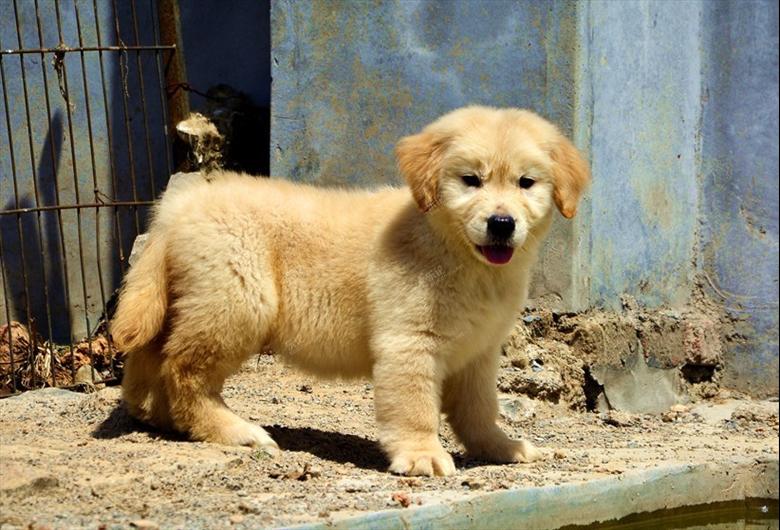 赛级金毛幼犬宝宝接受预定 [复制]