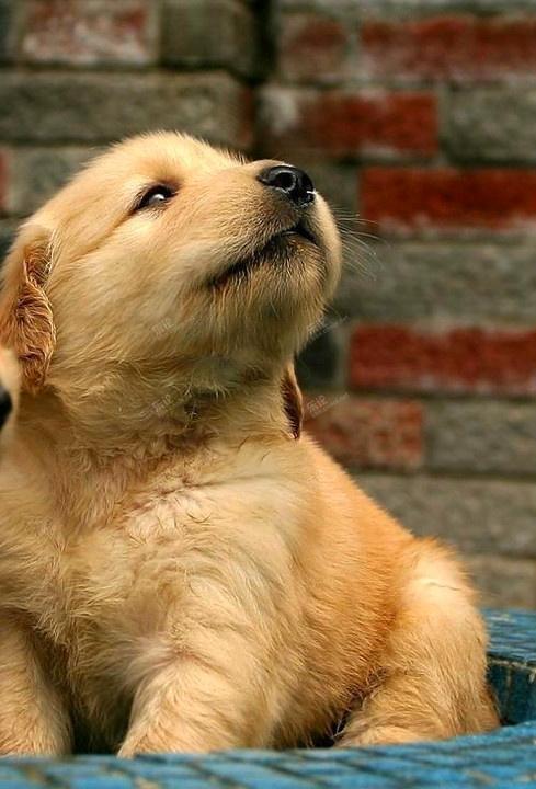 出售可爱的美系大头金毛宝宝, 健康可爱,聪明伶俐 [复制]