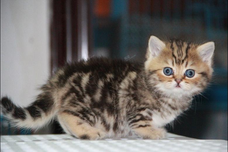 【热宠猫舍】待售 金色虎斑英国短毛猫一窝
