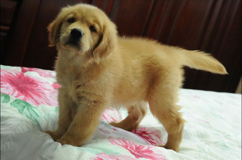 家有一窝美系金毛幼犬转让,价格还可以商量【个人转】 [复制]