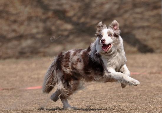 出家養單血統邊境牧羊犬紅隕石色小狗一隻