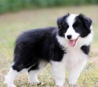 > ~~~~;; 温顺聪明 智商第一的边境牧羊犬