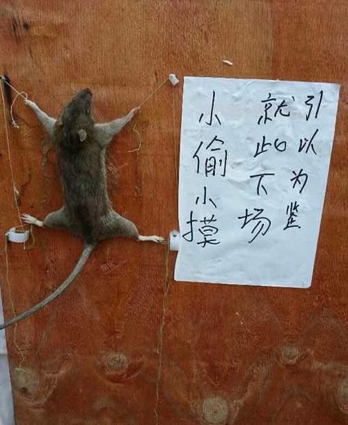 以老鼠为戒,下不为例. [复制]