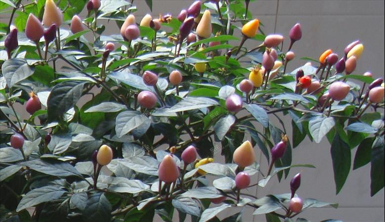 谁家有紫色的朝天椒呀,给一颗呀