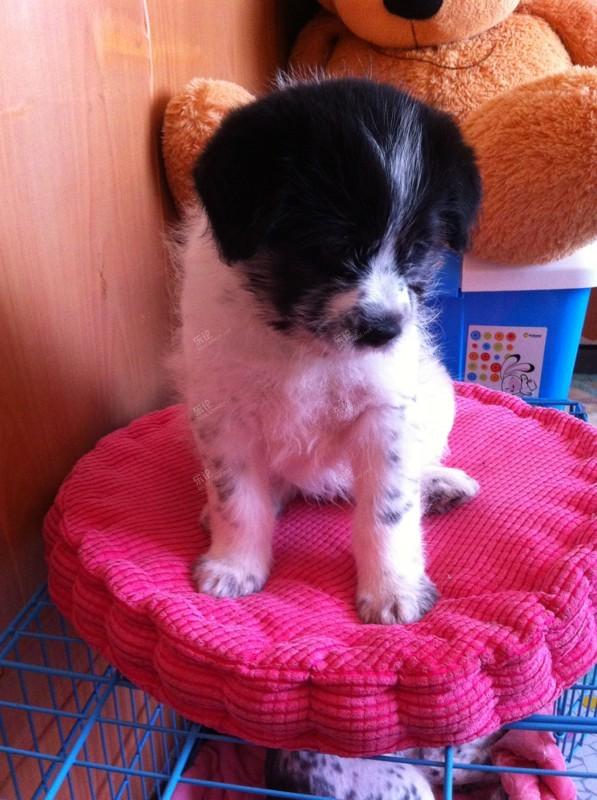 爱心领养之最后3个小宝贝 [复制]