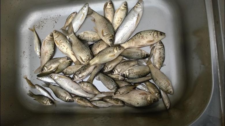 鱼多久不进食 20140425095234406.jpg