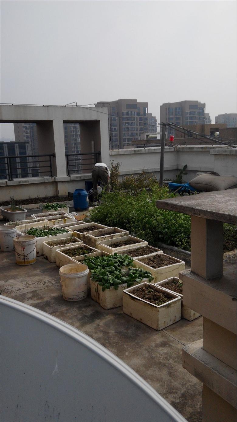 顶楼的私家菜园