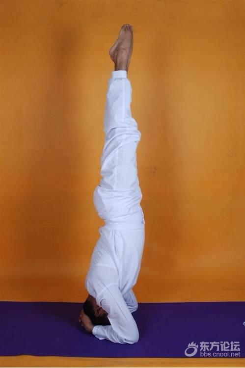 头倒立与全莲花盘坐,瑜伽初学者应该掌握的体式 [复制]