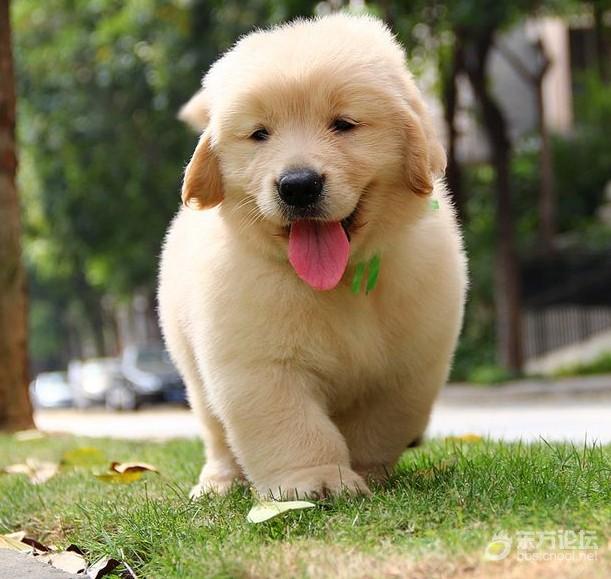 家庭式繁殖纯血统金毛幼犬 品相好签协议包健康可检测 [复制]