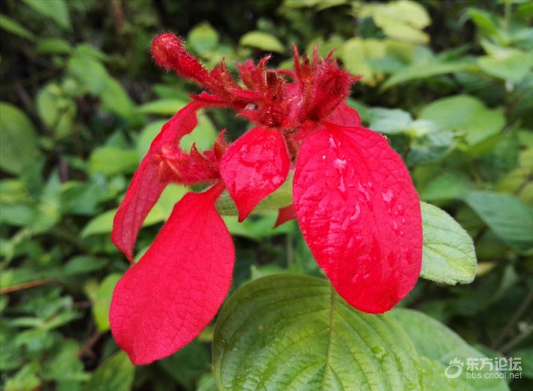 【12 红花茜草】 红花茜草,龙胆目茜草科植物,多年生草本.