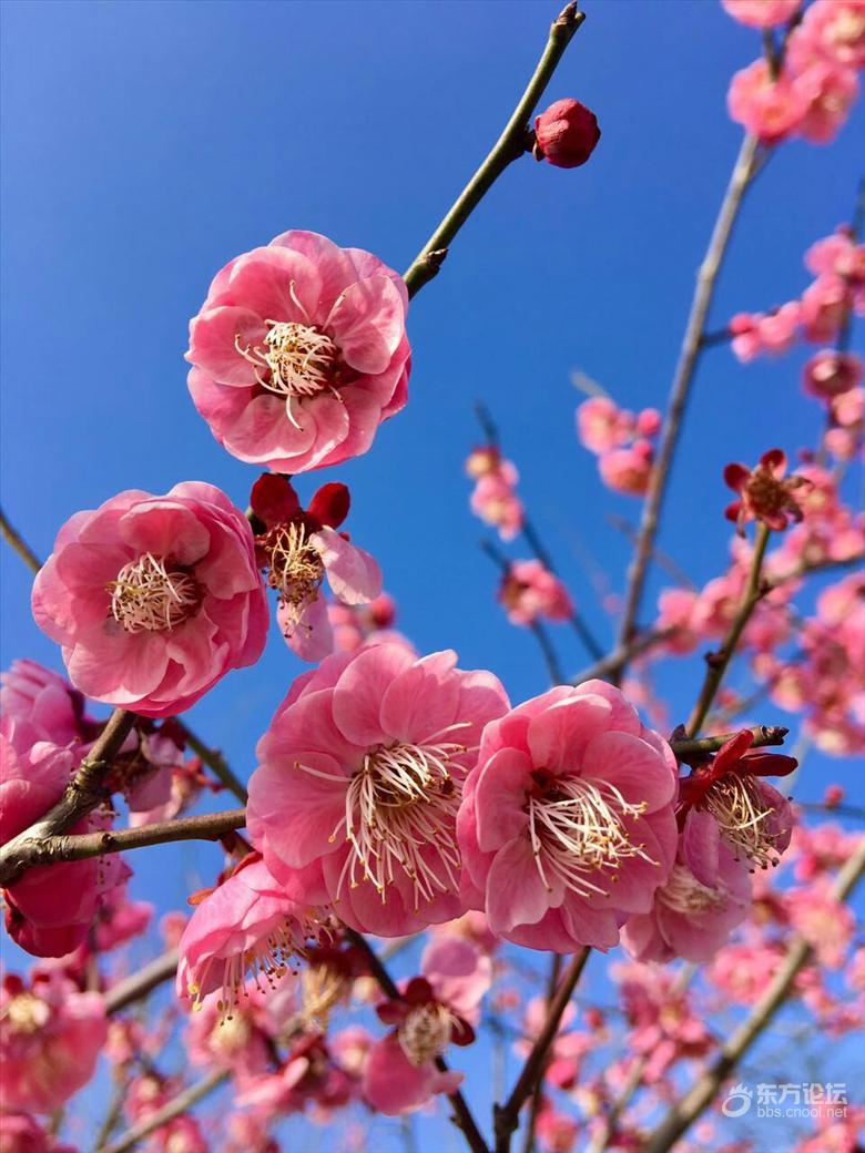 万里红带你游--宁波赏梅宝典- 东论 东方热线·东