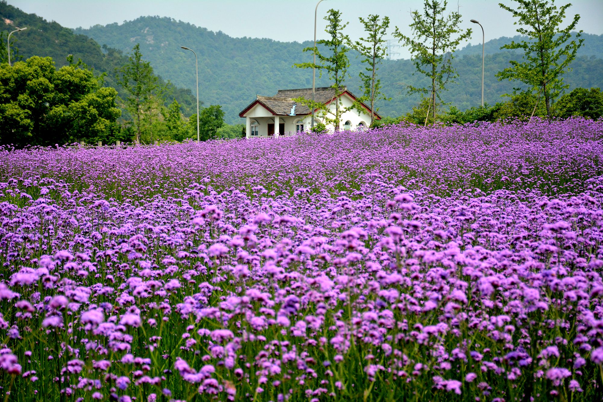 荪湖花海- 东论 东方热线·东方论坛-宁波论坛——家长里短写你我身边
