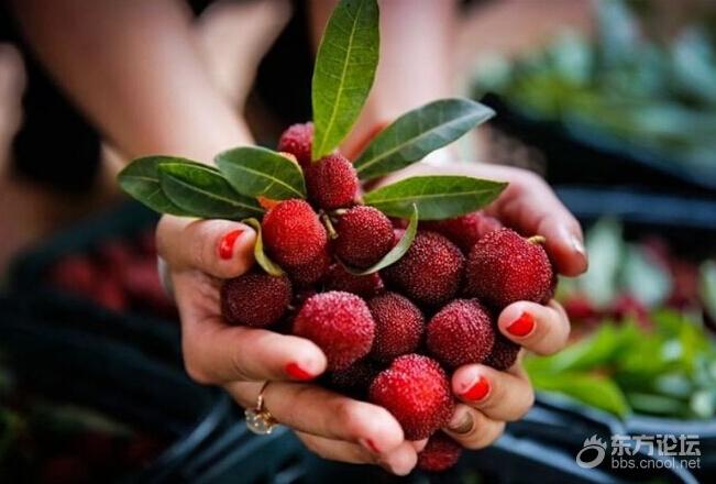 阅读[ 5918 回复[ 1 扫一扫 手机看帖更方便 你肯定不只想吃杨梅 还