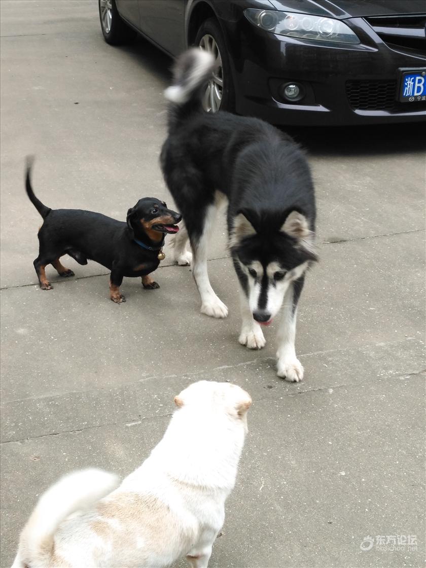 谁家的阿拉斯加和腊肠犬?