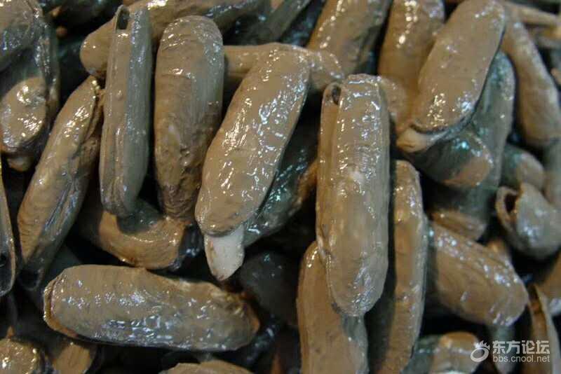 正宗宁海长街蛏子 舟山皮皮虾