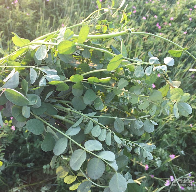 草籽:学名紫云英