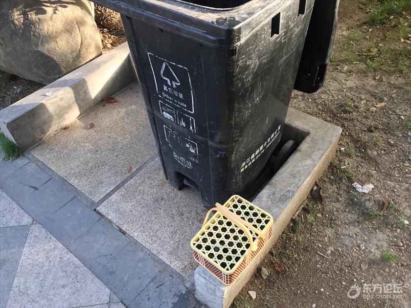 垃圾桶边的惨案!一整篮杨梅成苍蝇美餐,心在滴血