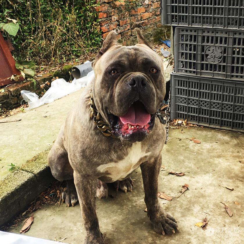 虎皮卡斯罗,一岁四个月,找个喜欢狗的领养 [复制]