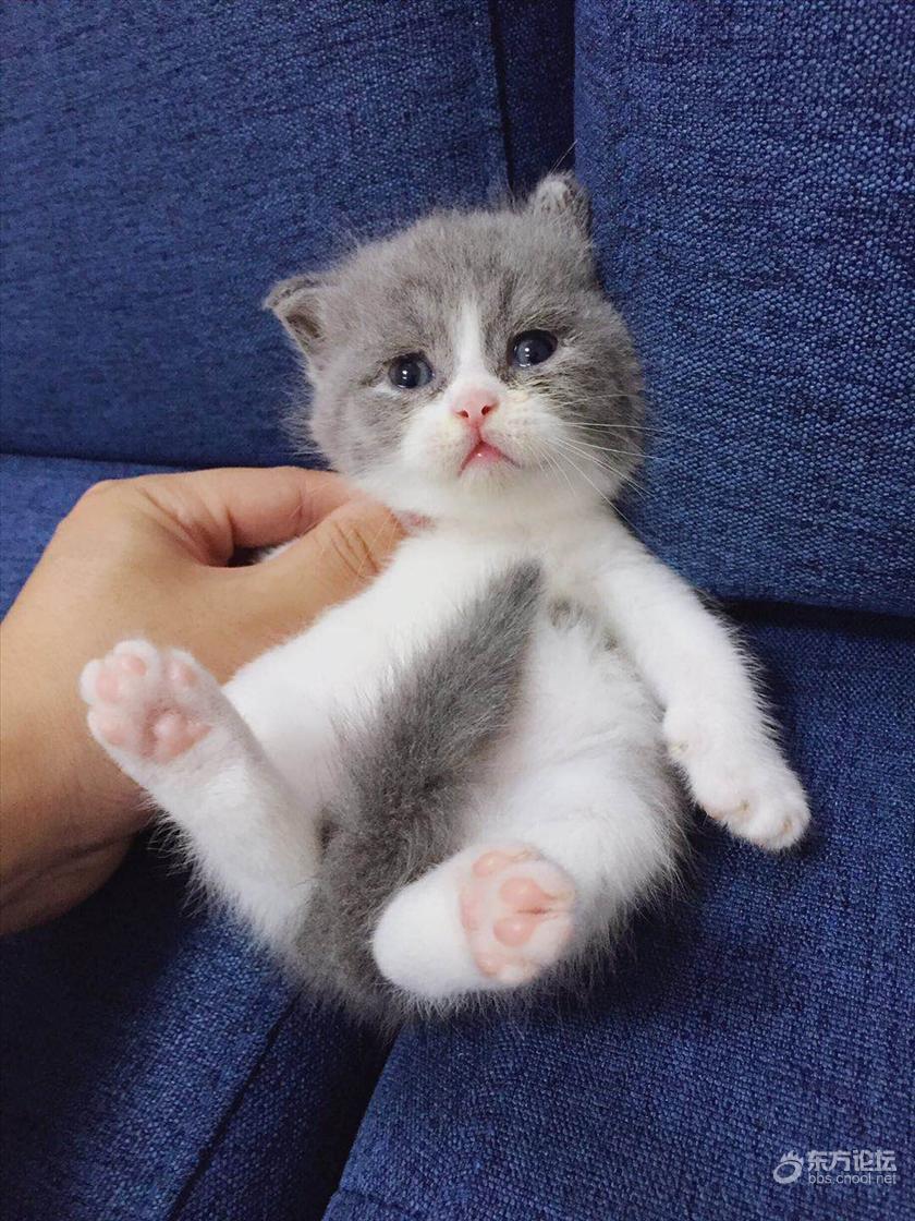 家里生的一窝蓝白英短小猫