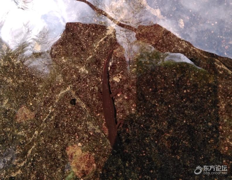 在余姚小溪里疑似发现四只脚的珍惜生物,有好几条