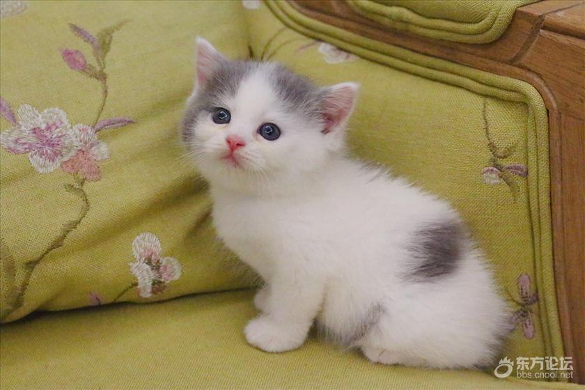 家养英国短毛猫宝宝便宜卖了
