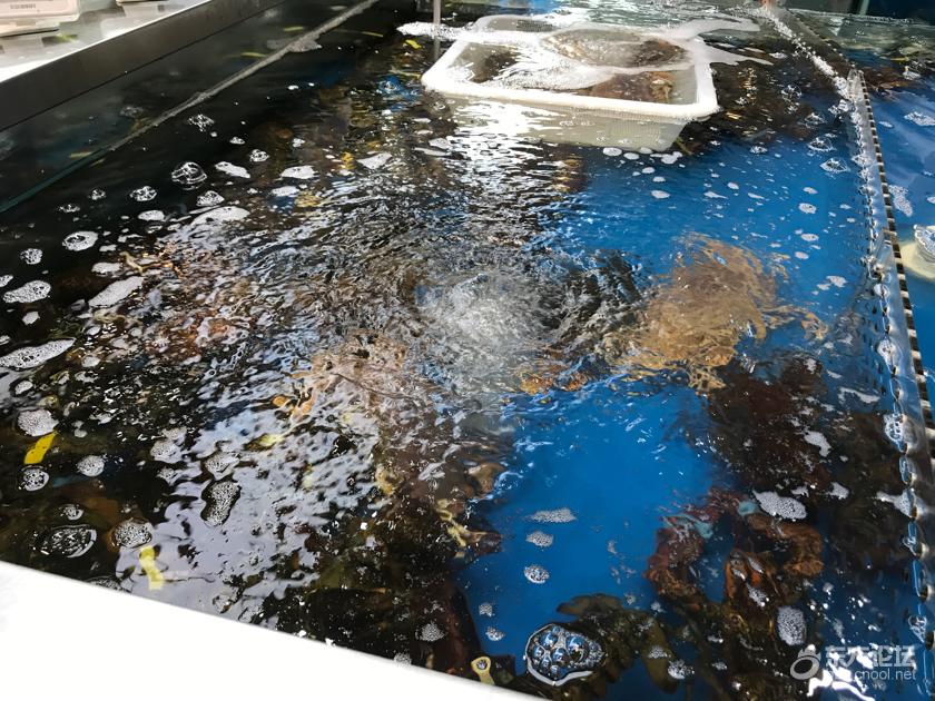 龙虾、鲍鱼…这顿340元的海鲜大餐值不值?
