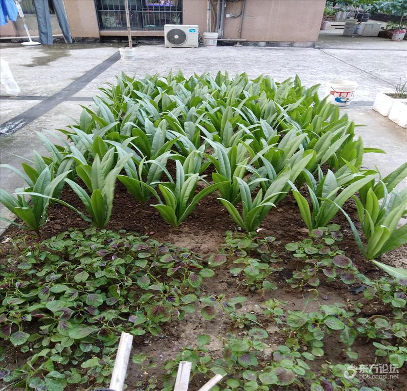 在露台上种了一波蔬菜,丰收了!欢迎围观~