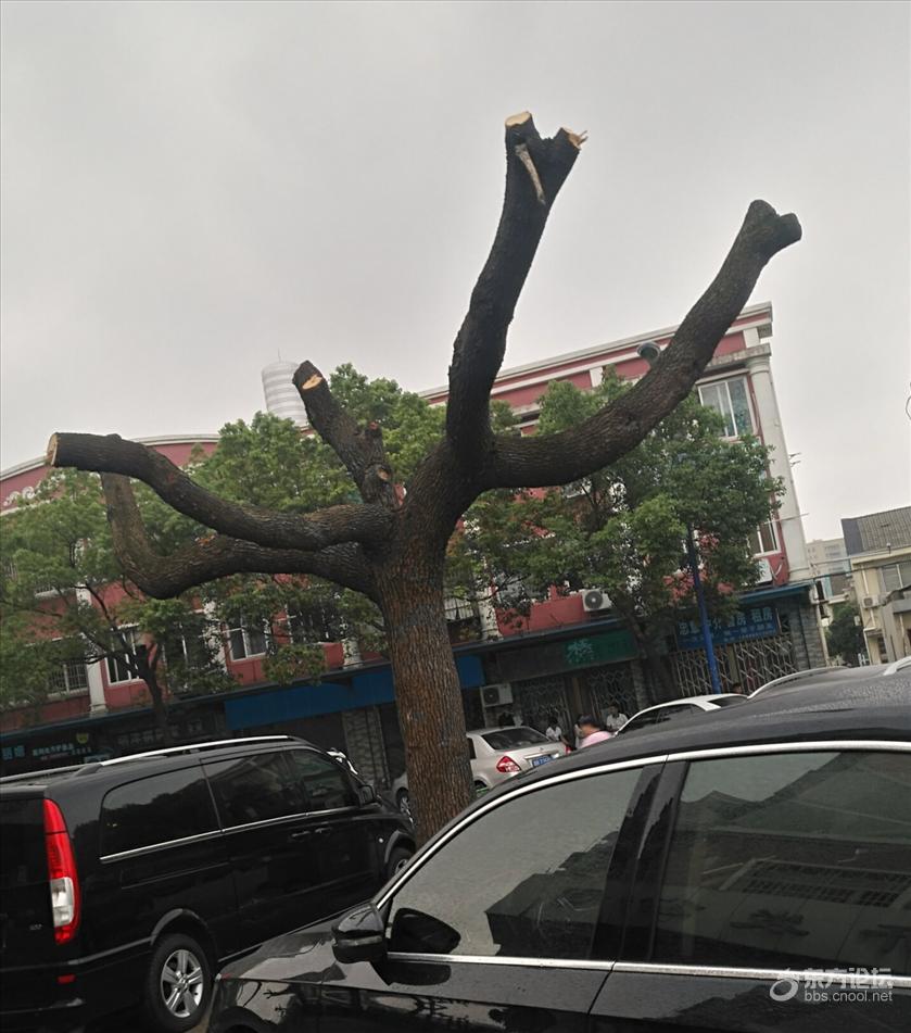 小区里的树咋都成了光杆司令?这是不是修剪过度了