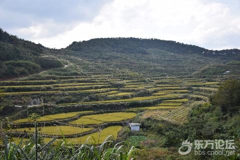 公交游奉化袁家岙村,稻田已黄,机器隆隆一派丰收景
