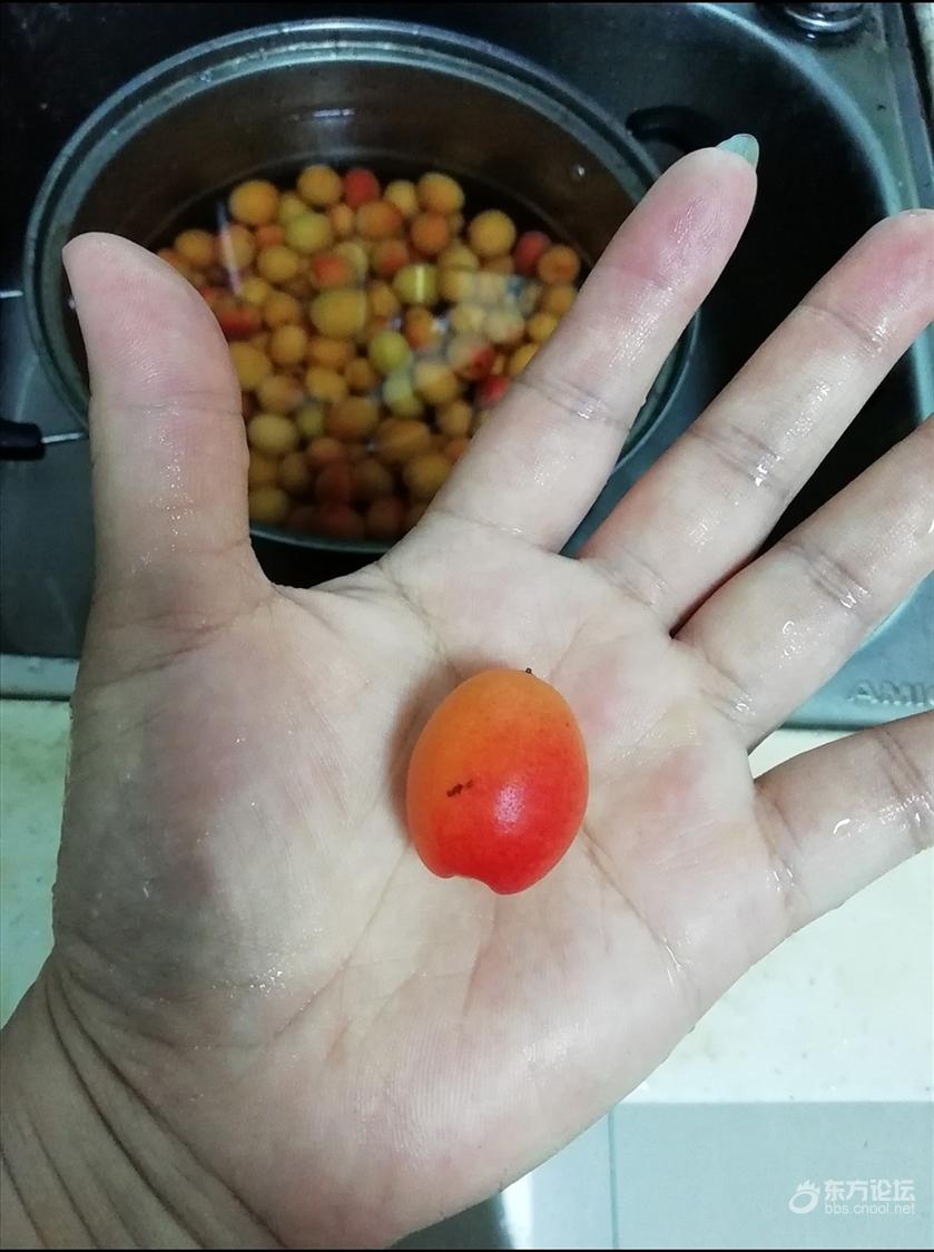 0元腌一坛酸梅,10元买3只鸭腿,冰糖梅子鸭出锅