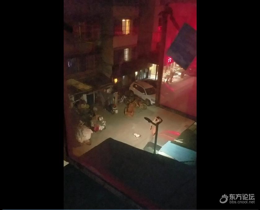 气愤!小土狗可以随意养着不拴狗绳还扰民?没人管!