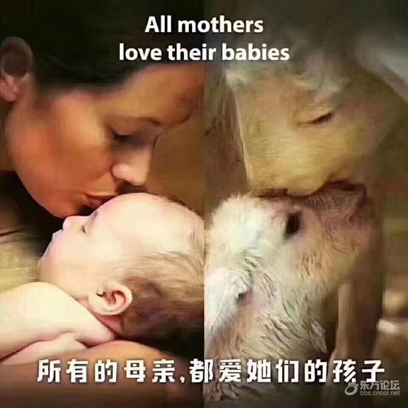 人类闯下祸,为什么要汪星人承担?它们也有灵性
