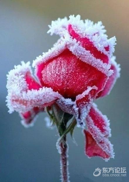 2018年的宁波已经下了两场雪,比往年早好多。上美照