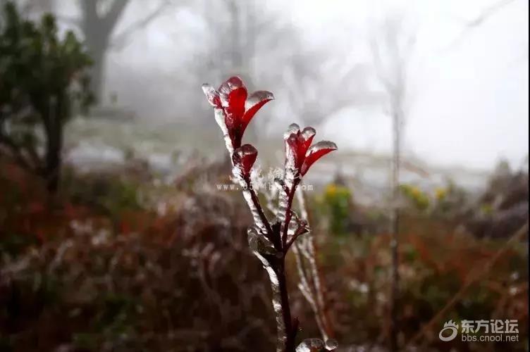听,雪落下的声音!2018年冬季的第一场雪落在了宁波人的朋友圈!